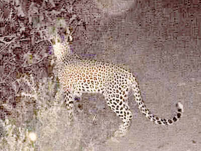 CCTV footage shows leopard on Bengaluru outskirts | Bengaluru News - Times  of India