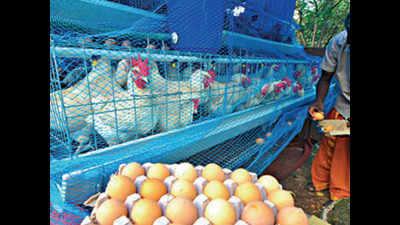 Bird flu in Tamil Nadu: Poultry farmers stare at another blow