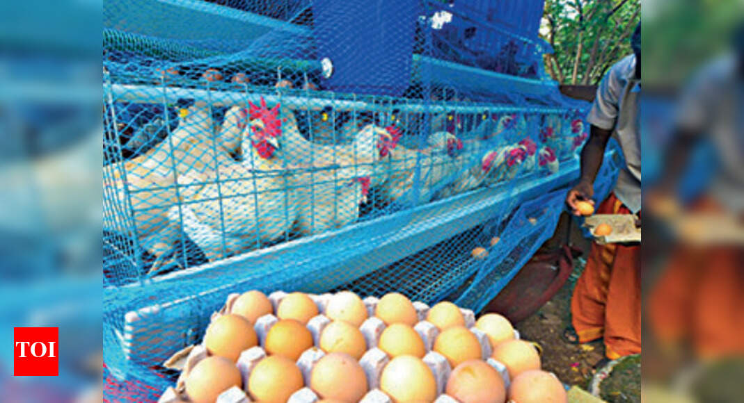 Bird flu in Tamil Nadu Poultry farmers stare at another blow Coimbatore News Times of India