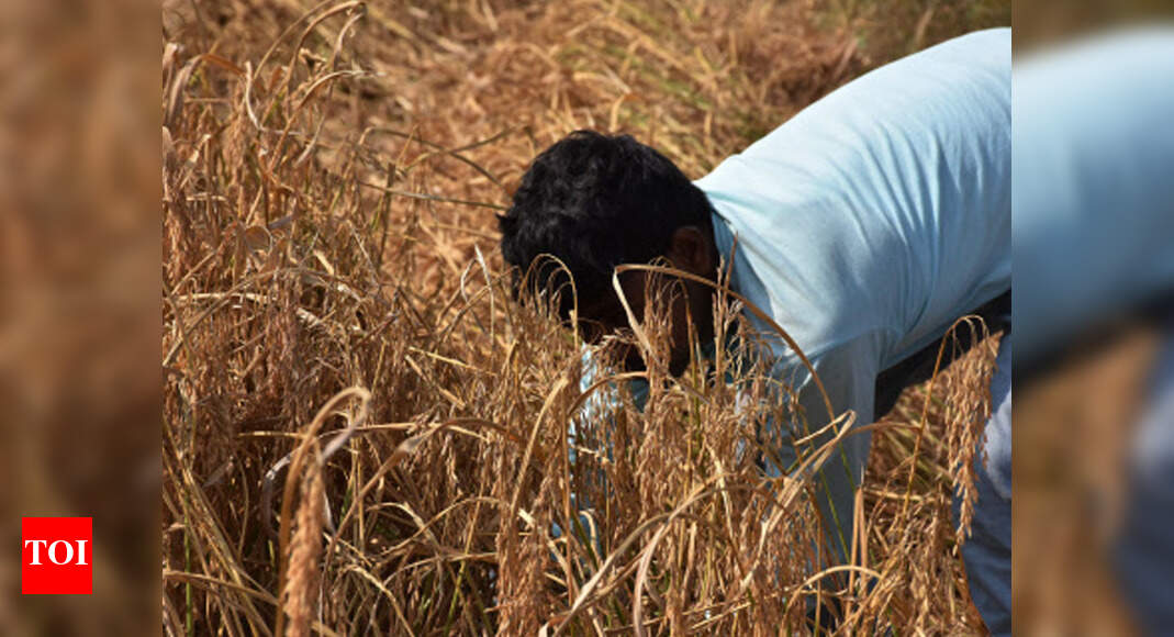 Telangana grows ‘golden’ rice that’s fit for diabetic diet, soft on ...