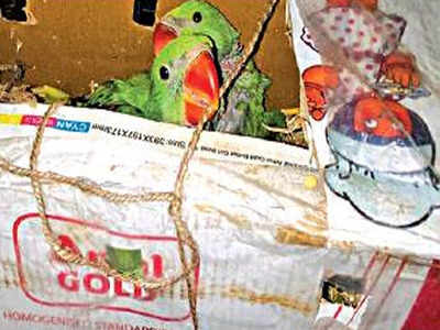 Delhi: Six parakeets hidden in milk cartons found in Rajdhani