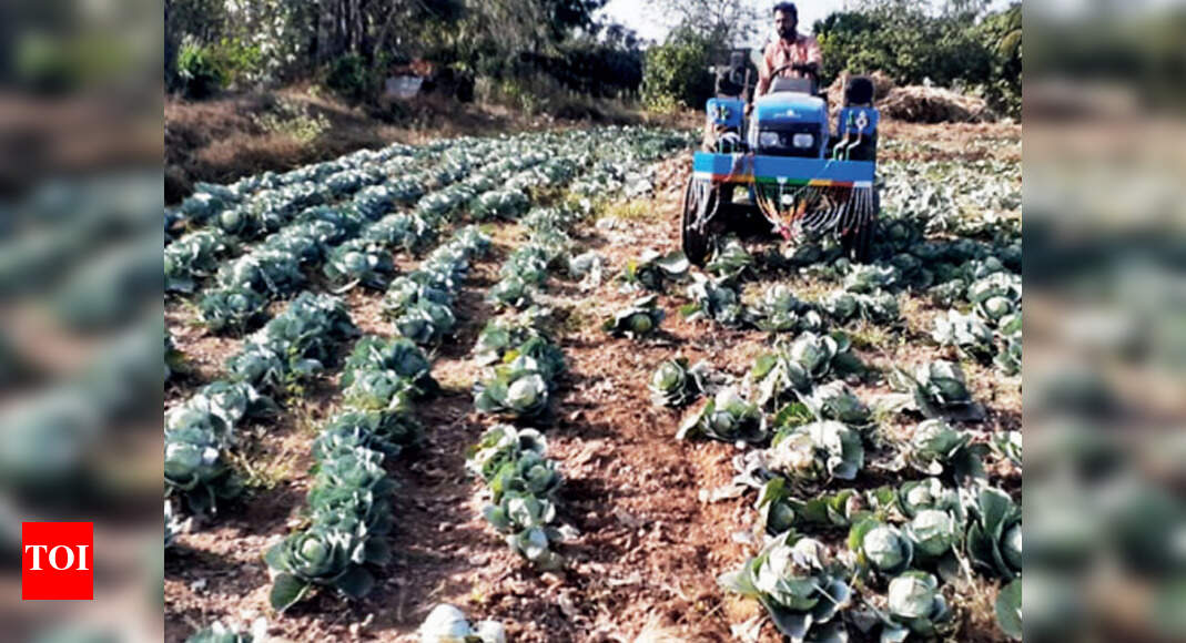 Karnataka Farmers destroy crops, leave them to rot Hubballi News