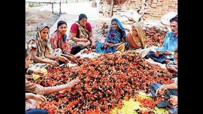 Gujarat: Flame-of-the-forest lights up houses of Panchmahal farmers