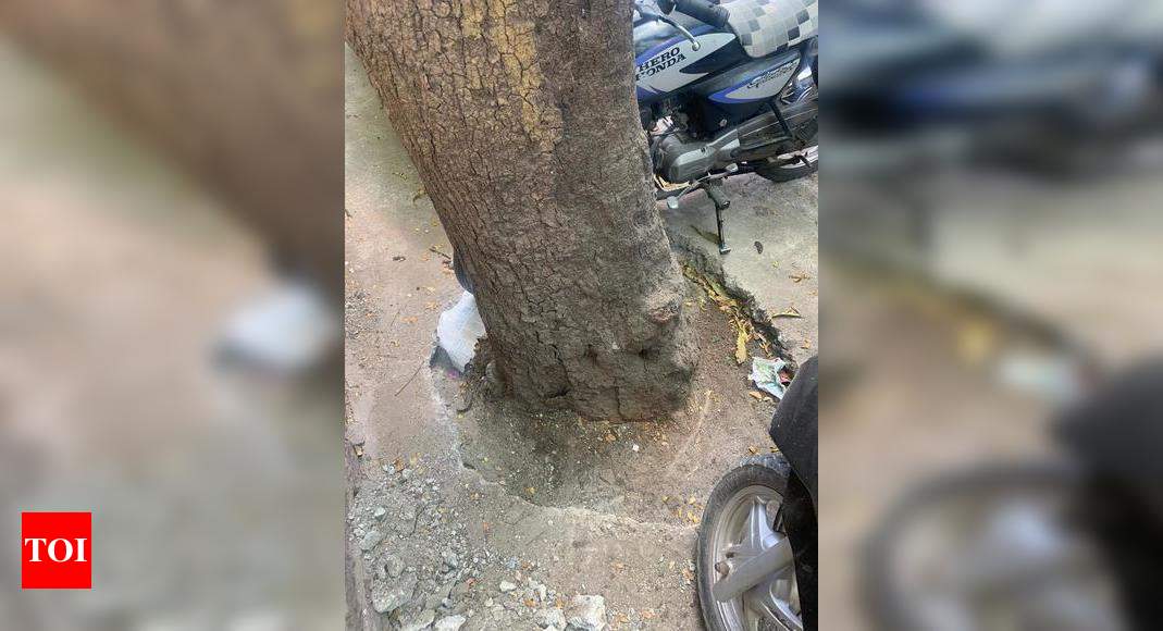 Trees getting choked - Times of India