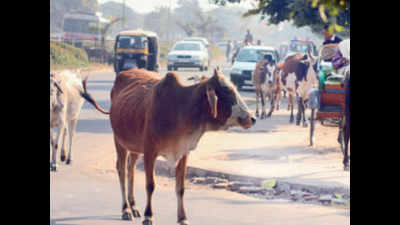 Stray cattle menace: 241 lives lost in Haryana in 2 years