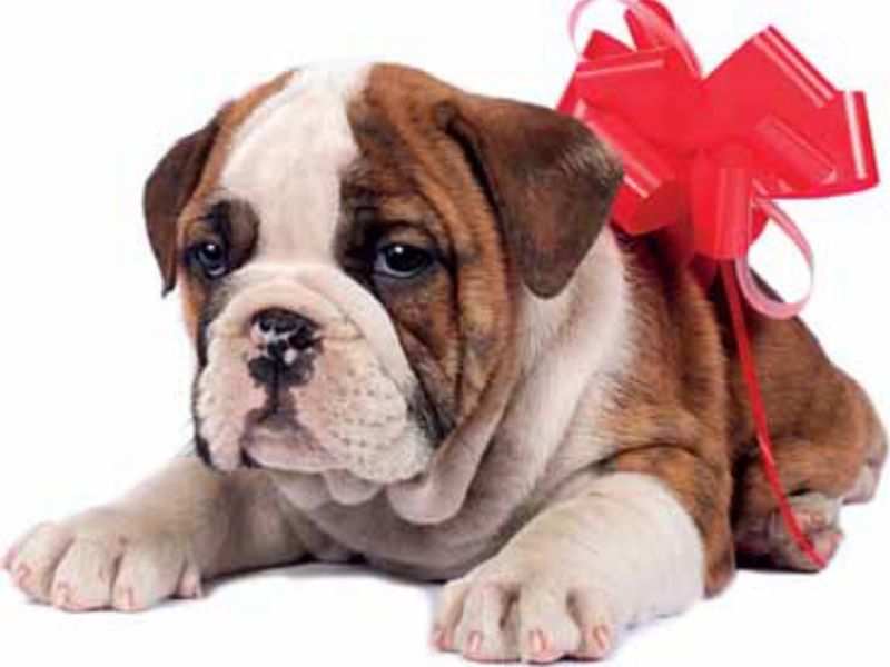 Get a pup/dog only if you are a responsible enough... - Times of India