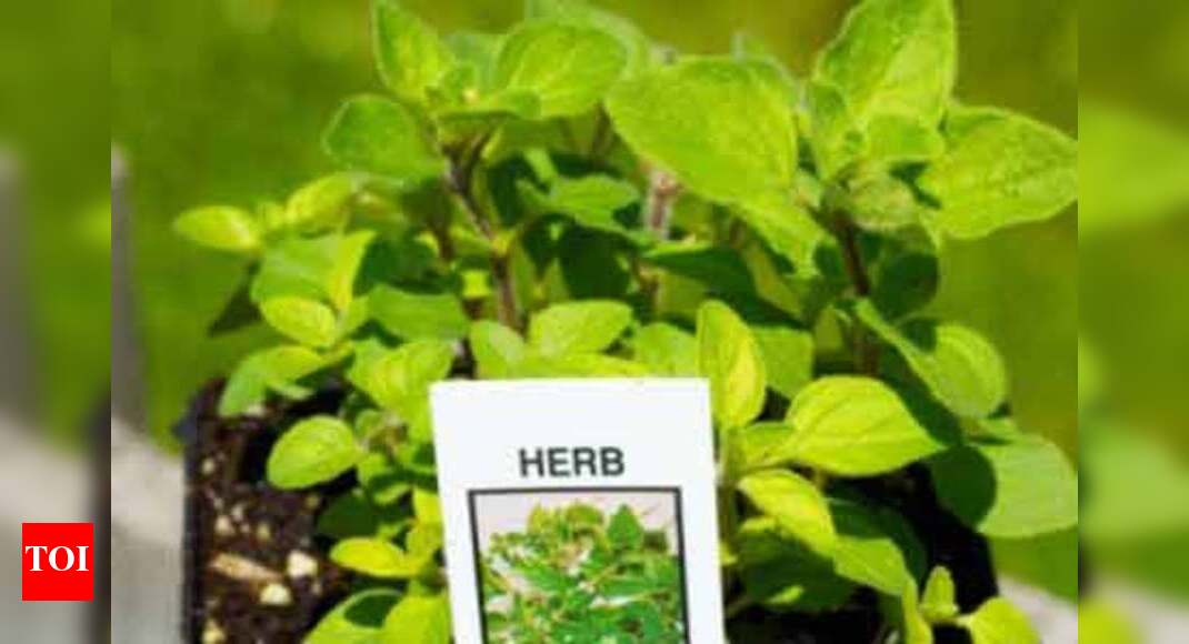 Health benefits of oregano Times of India