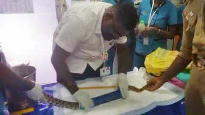 Python having backbone fractures treated at TN hospital
