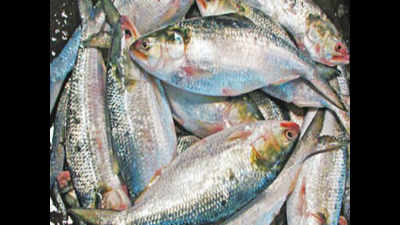 Study confirms microplastics in fish off Kochi