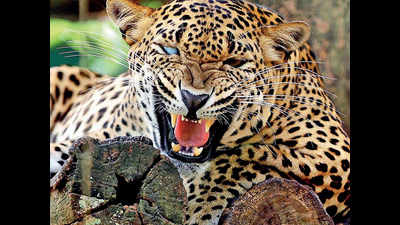 Gujarat: Leopard spotted 2km from Bharuch town, alert sounded