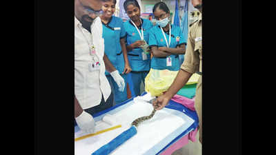 Python suffers fractures, treated in Tirunelveli hospital