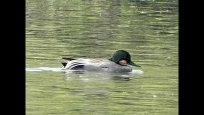 Gurugram: 40 years after it was last spotted in Sultanpur, a species returns