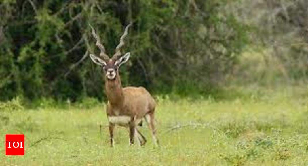 wildlife-census-conducted-in-point-calimere-sanctuary-in-tamil-nadu