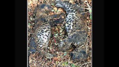 Surat: Two leopard cubs charred to death in sugarcane farm