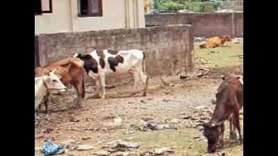 Kochi’s only legal abattoir to close?