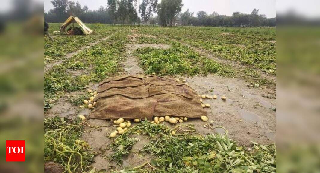 Crops damaged on over 4 lakh hectares of land due to unseasonal rains ...