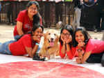 When pets paraded through city’s college campus