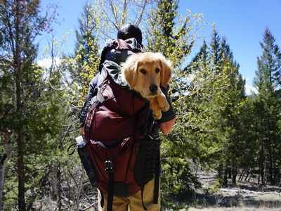 Going out with your dog? Dog carriers that will make your travel easier