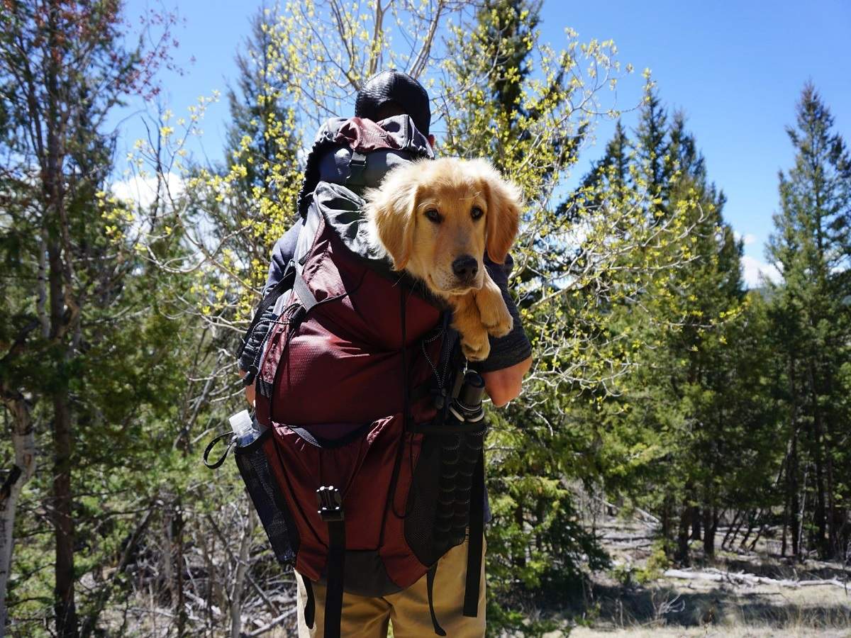 dog carrier for hiking