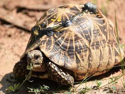 Satellite tags for endangered tortoises released from smugglers