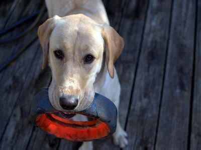 Chewable toys for dogs that will give a massage to gums