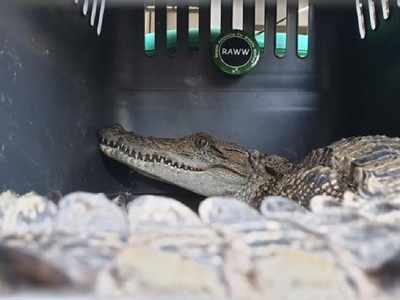 Mumbai: Crocodile stuck in water purification plant rescued
