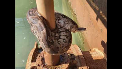 Mumbai: Python rescued from Bhandup water filter plant; cobra rescued from Juhu