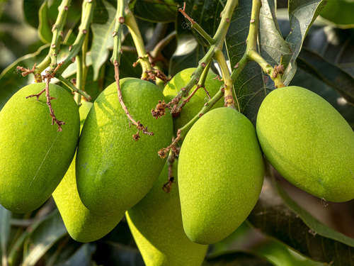 Raw Mango Benefits | 5 unique ways to use raw mangoes