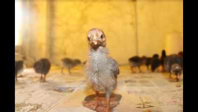 Over 150 Jalgaon chicks rescued; state government orders enquiry into live burial of chickens at Palghar