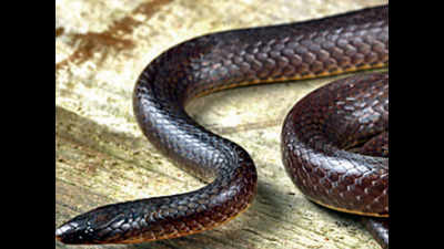 Experts spot new snake species under logs in Arunachal’s forests