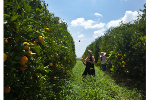 Florida by the sea—a spectacular sojourn Florida by the sea—a spectacular sojourn