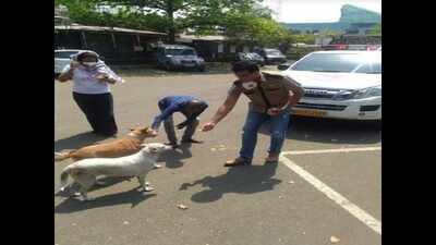 Activists resume feeding of street animals after AWMBI, Maneka Gandhi call it essential service