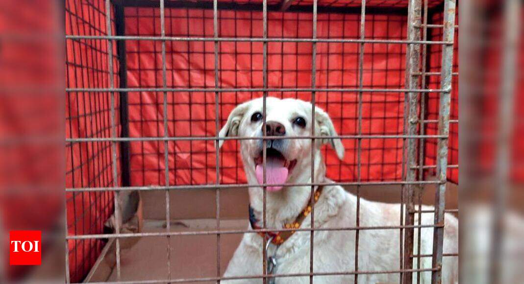 free dog adoption in greater noida