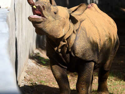 Animals relieved as this zoo in Tamil Nadu shut for visitors | Chennai News - Times of India Animals relieved as this zoo in Tamil Nadu shut for visitors | Chennai News - Times of India
