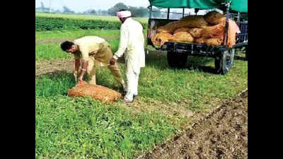 Punjab: Farmers start dumping veggies due to curfew
