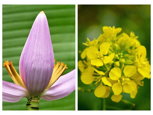 5 Flowers That Can Be Made Into Delicious Pakoras 5 Flowers That Can Be Made Into Delicious Pakoras