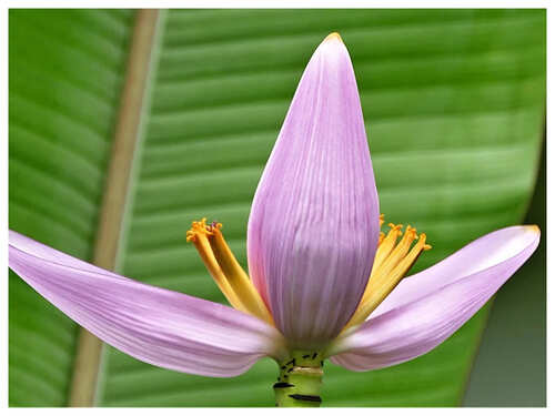5 Flowers That Can Be Made Into Delicious Pakoras 5 Flowers That Can Be Made Into Delicious Pakoras
