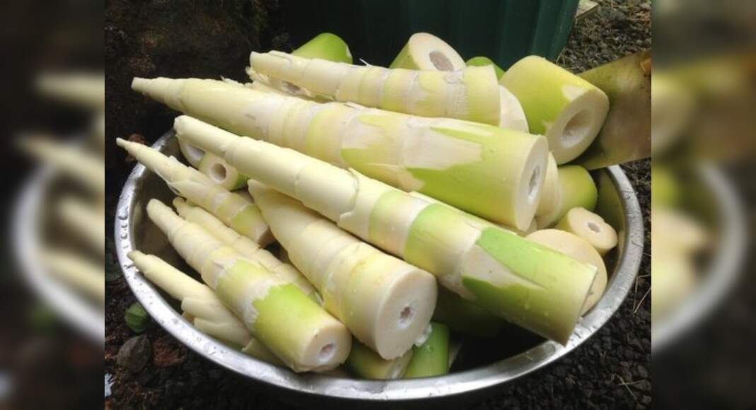 Health Benefits Of Bamboo Shoots