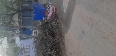 Garbage ,Prune trees branches in V.N.cly Moulaali