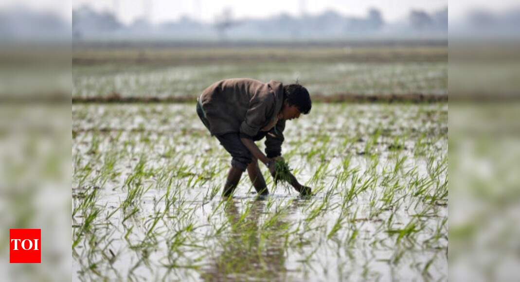 Double whammy: After rains, &lsquo;curfew&rsquo; hits farmers