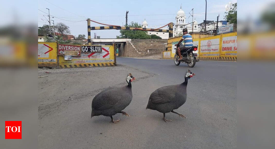 Meat supply stops as NMC closes Nagpur's only abattoir Nagpur News