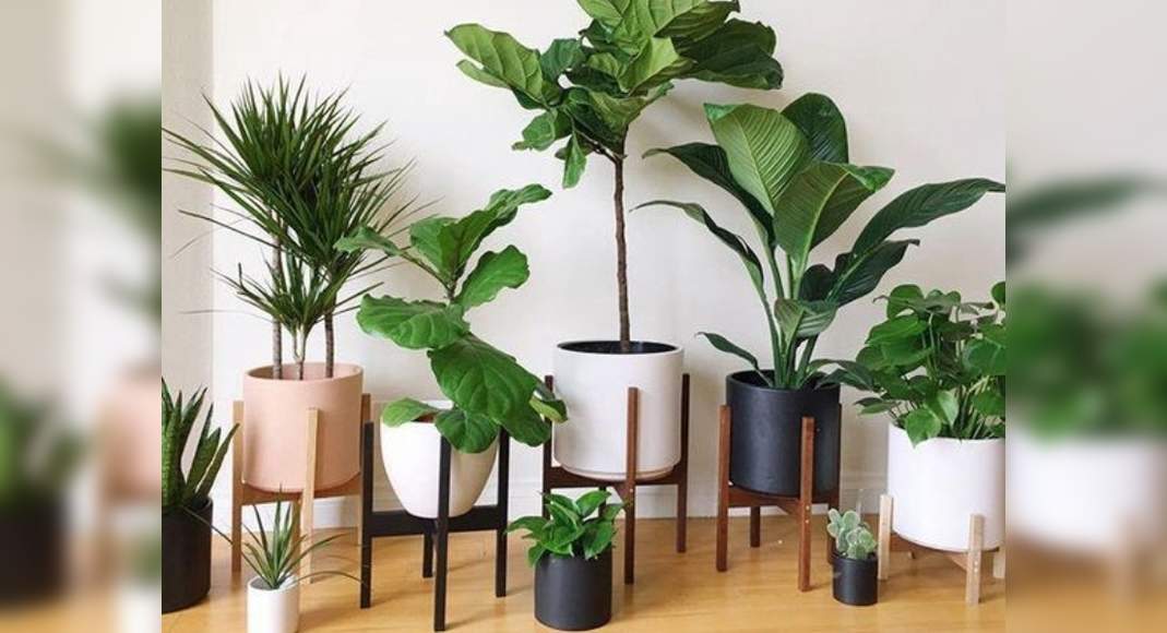 Best Air Purifying Indoor Plants For Your Home