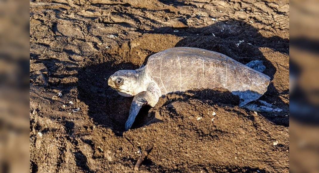 Lakhs of endangered Olive Riley turtles return to Odisha’s coast for ...