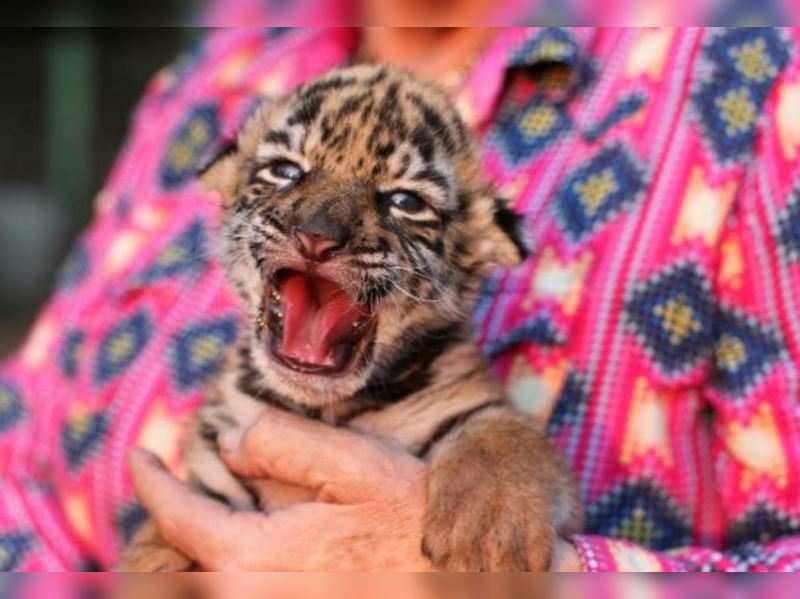 Birth Of Baby Tiger Covid Brings Hope To Mexican Zoo Times Of India