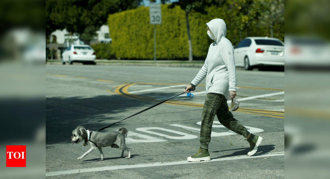 UK charity trying to train dogs to smell coronavirus Times of India