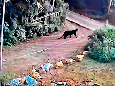 Tamil Nadu: Animals roam free on Ooty streets | Coimbatore News - Times of India Tamil Nadu: Animals roam free on Ooty streets | Coimbatore News - Times of India
