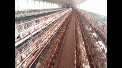Poultry industry of Haryana hit by lockdown