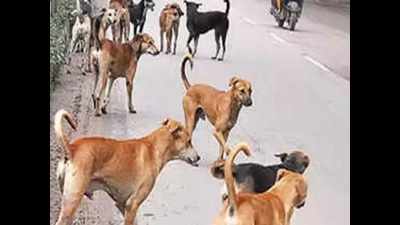 Bhopal: Lockdown causes shortage of food and medical help for pets and stray animals