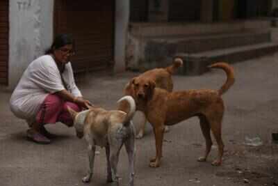 Nagpur Animal Lovers Step Forward To Feed Strays During Lockdown Nagpur News Times Of India