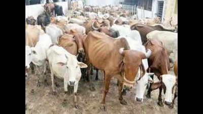 AWBI appeals to Punjab CM to ensure fodder, medicines for cattle in shelters